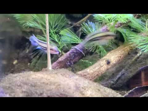 Apistogramma diplotaenia
