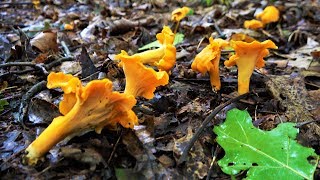 CHANTERELLE MUSHROOM HUNTING IDENTIFICATION HOW TO FIND LOCATE HARVEST COOK