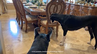 Funny Great Danes Enjoy A Game of Whack a Dane 2.0 With Playful Cat