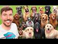 I Adopted EVERY Dog In A Dog Shelter