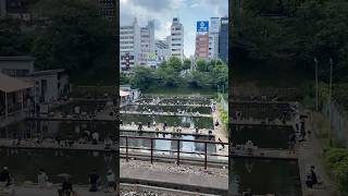 Fishing by the Station 🎣  #feed #short #shorts #travel #shortsvideo #asmr #explore #vairal #feed