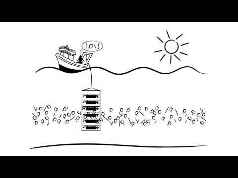 Vídeo: As capas finas de fitoplancto