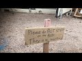 The Ants Go Marching
