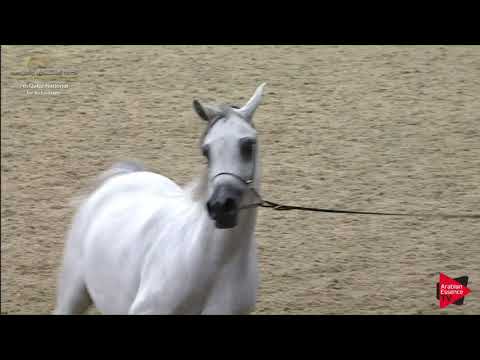 N.208 FATTAM AL NASSER - 2019 Qatar Individuals - Mares 4-6 Years Old (Class 7A) .mp4