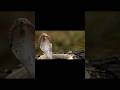 Stunning Close Up Of A Snake In Action Shorts Viral Trending Youtubeshort Riyaraut23