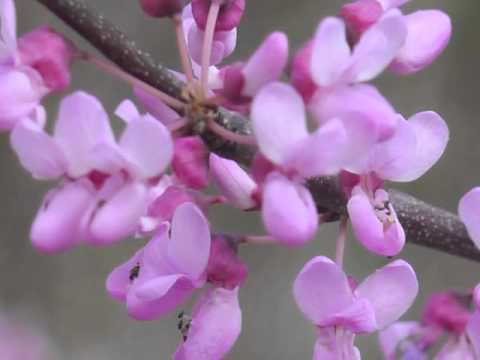 Plant portrait - Redbud (Cercis canadensis) - YouTube