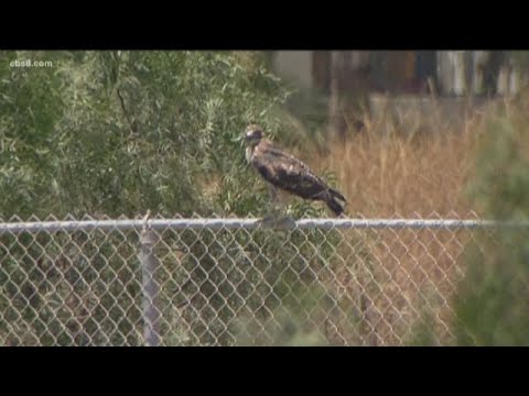 San Diego Humane Society rehabs injured hawk