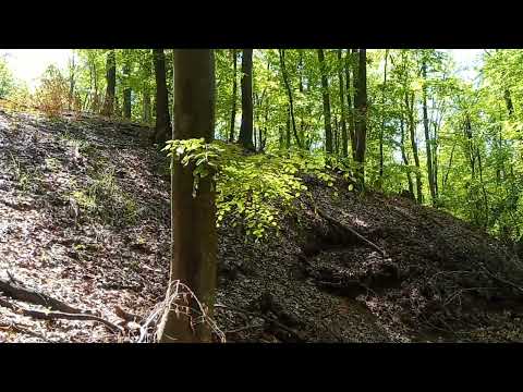 In padurea de la Mierlau 2