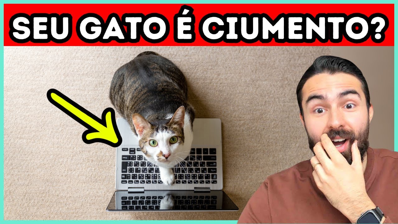 Sinais Que Seu Gato é MUITO CIUMENTO!