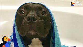 Scared Pit Bull Dog Gets Sister Who Changes His Life | The Dodo