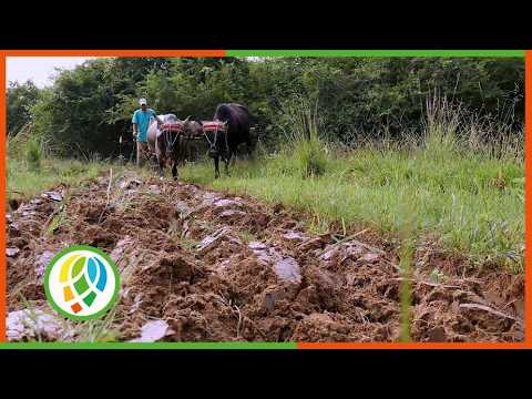 Finca El Futuro en Consolación del Sur recibe Premio Provincial de Innovación Comunitaria
