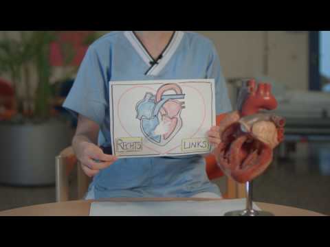 Der Herz-Lungen-Kreislauf