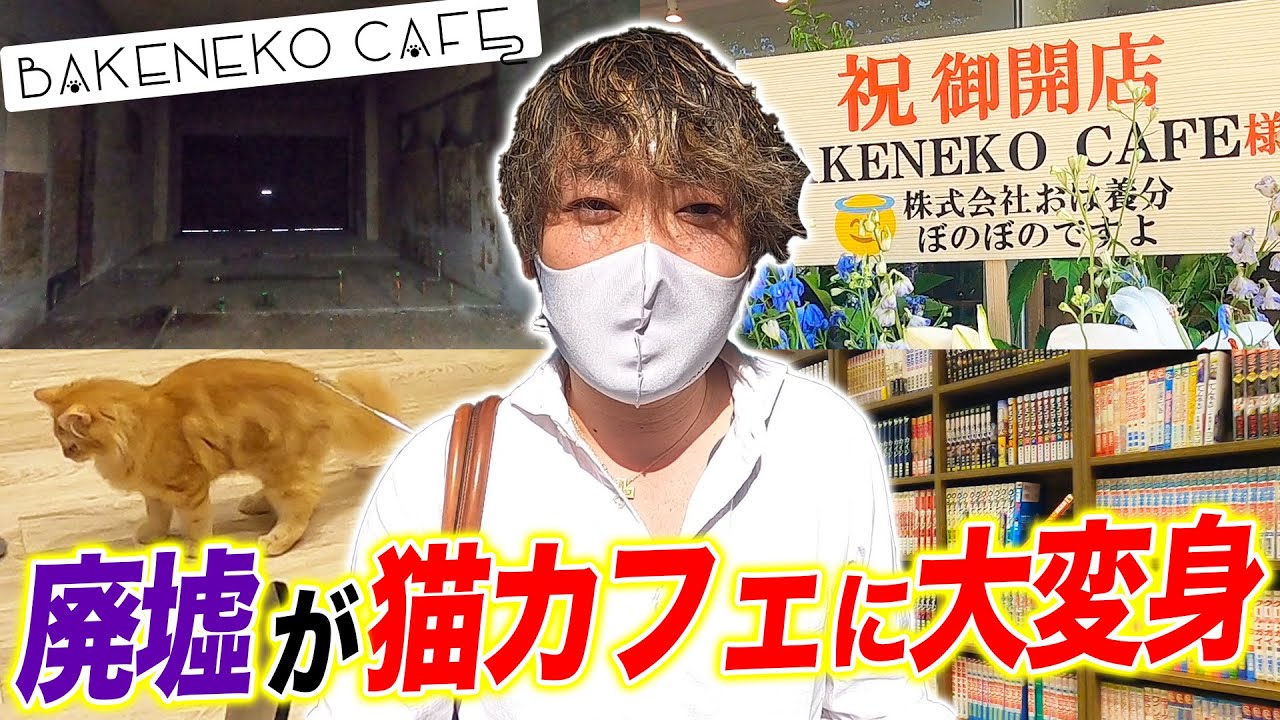 驚きのビフォーアフター！ボロ廃墟が【Z李さんの猫カフェ】に生まれ変わるまで