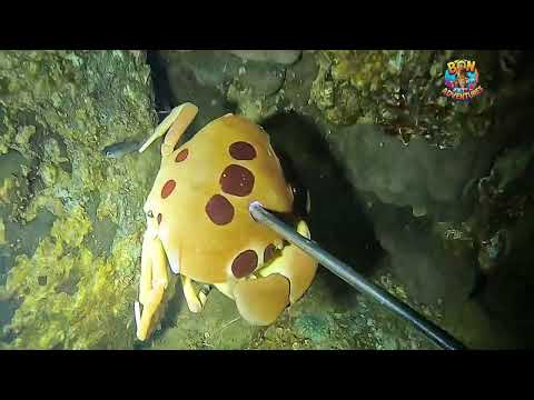 Quick dive lang muna para panghapunan #nightspearfishing 