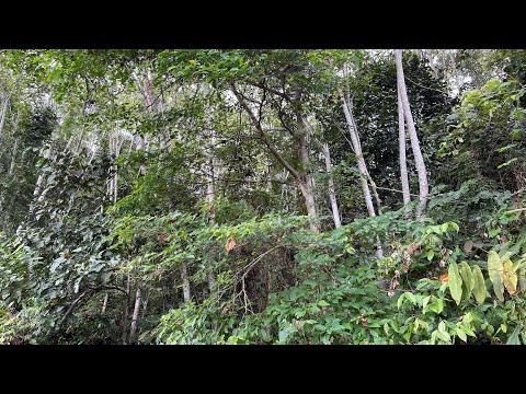 kuroyon poh - jaimol sulimin cover by ddongs