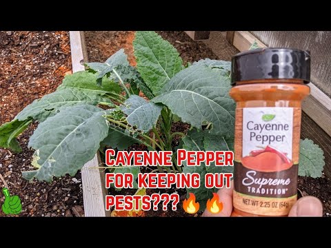 How to Keep Pests Out of your Garden With Cayenne Pepper