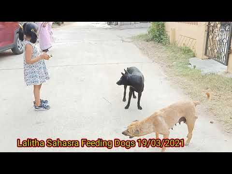 Lalitha Sahasra Feeding Street Dogs 19th March 2021