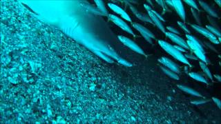 preview picture of video 'Sand Tiger Sharks on USCGC Spar'