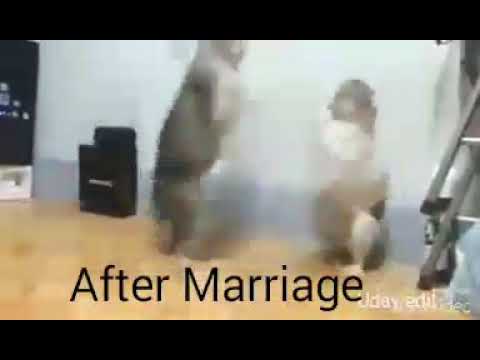 Cats Wwe comedy fights video