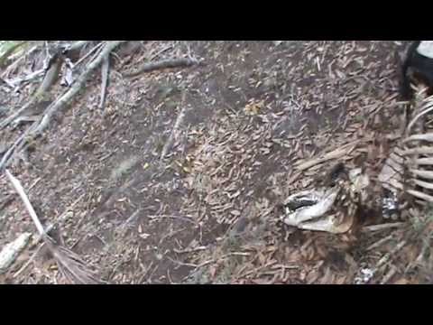 Bigfoot Kill Zone in Myakka