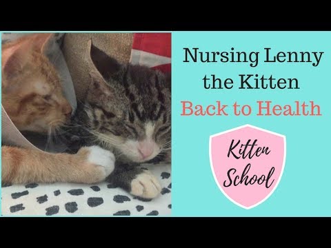 Kitten Got a Cold? Sneezing? At Home Care for Sick Cat