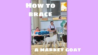 How to brace a market goat-Hannah Haines