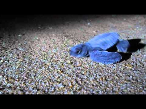 a slow baby turtle and two ghost crabs