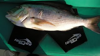 DENTICI....fantasmi rosa.28.06.15 n.5