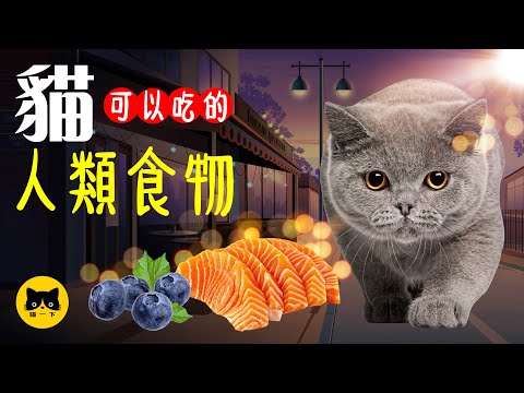 流浪貓可以吃什麼