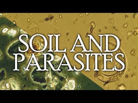 Crema per sterminio di parassiti Chi ebbe un piccolo guscio di tartaruga a causa di lyambliya