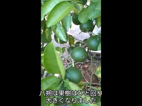 なぜ果樹をポットに植えるのか、閉じ込められた根を栽培するのか