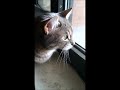 Tabby Cats Stare At Birds