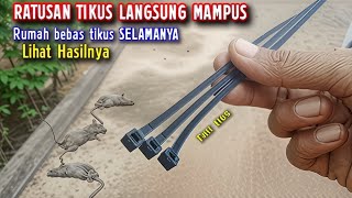 Download lagu LIHAT HASILNYA‼️TANPA RACUN TIKUS, CUKUP PAKAI CARA INI, RUMAH SELAMNYA BEBAS DARI TIKUS mp3