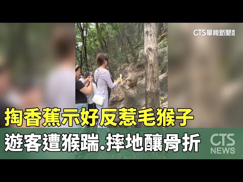 掏香蕉示好反惹毛猴子　遊客遭猴踹.摔地釀骨折