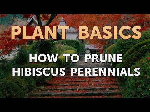 How to Prune Hibiscus Perennials