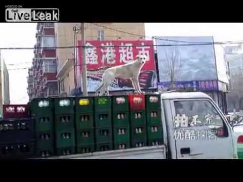 Dog guards beer on truck for owner
