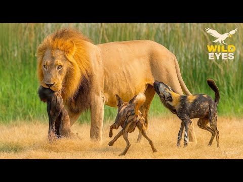 WILD SAVANNAH: Wild Dogs vs Lions in a Brutal Fight for Survival | Wildlife Documentary