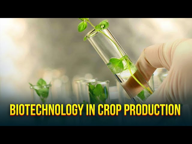 Biotechnology in crop production