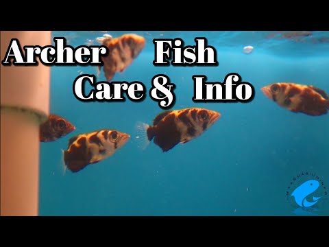Archer Fish Care and Information -  How to Keep Archer Fish (Toxotes jaculatrix)