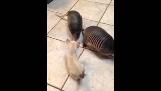 Three baby armadillos meet a kitten