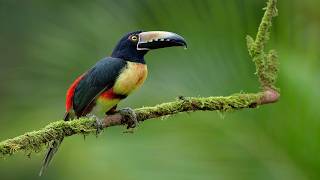 Coclé · Penonomé · Fruit Feeder at Canopy Lodge live stream