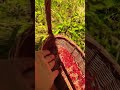 What is the difference between wild strawberry 🍓 and the ones in your garden?