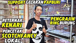 Download lagu PETERNAK KENARI‼️Pencetak SCOTCHFANCY LOKAL dan KENARI CROSSBREED... mp3