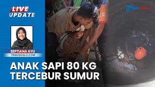 Anak Sapi 80 Kg Tercebur dalam Sumur 15 Meter di Sragen, Sempat Ambrol saat Proses Evakuasi
