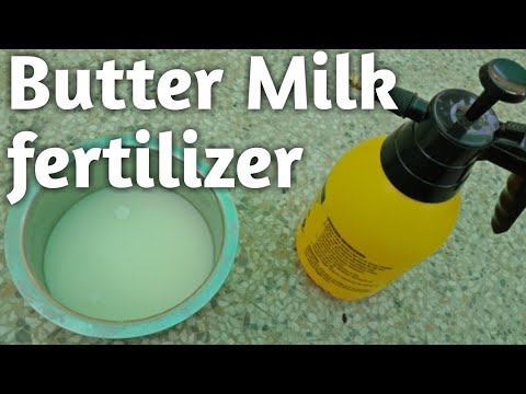 How to use Butter milk at home made Organic fertilizer छाछ की खाद का उपयोग पौधो मे कैसे करे Video