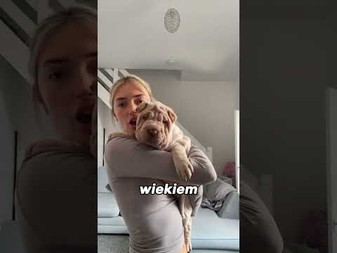Ten pies wygląda naprawdę wyjątkowo 🐶❤️