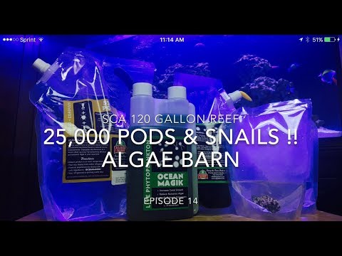 SCA 120 Gallon Reef Tank | Ep.14 | Algae Barn - 25,000 PODS & Snails !!!