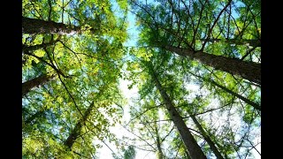とてもムーディな催眠