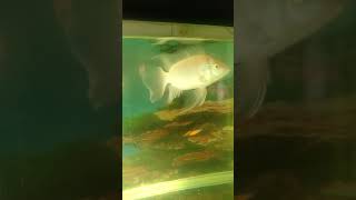 Download lagu Ikan mujair kumpay 🐟🐟🐟 mp3