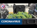 Plantjes Koppert Cress worden vermorzeld tot pulp; eigenaar start drive-in - OMROEP WEST